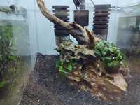 Pedra Dragon Stone com Anuvias nana bonsai