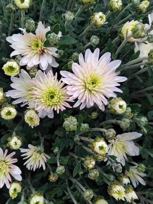 Шаровидні хризантеми