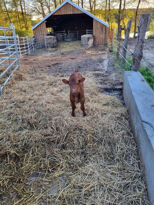 wygrodzenia, panele ogrodzenowe wygrodzeniowe dla bydła mięsnego TEXAS
