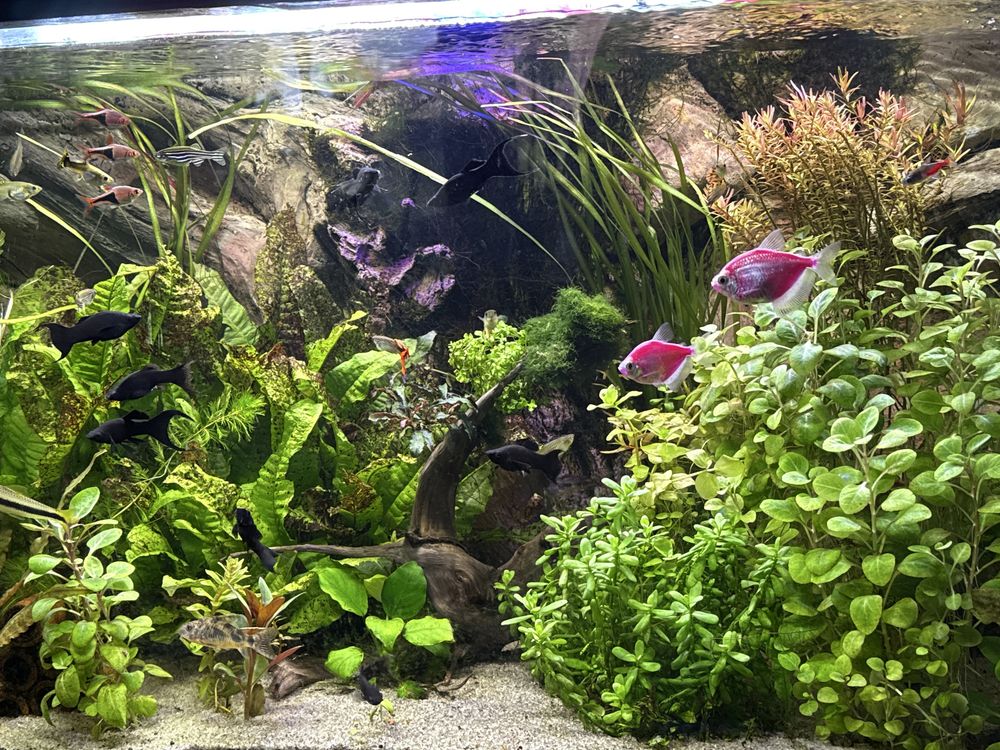 Rośliny akwariowe wysyłka mech bacopa lobelia rotala