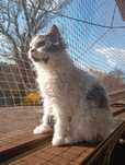 Hermiona kotka Selkirk Rex