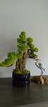 drzewko bonsai w okrągłej doniczce