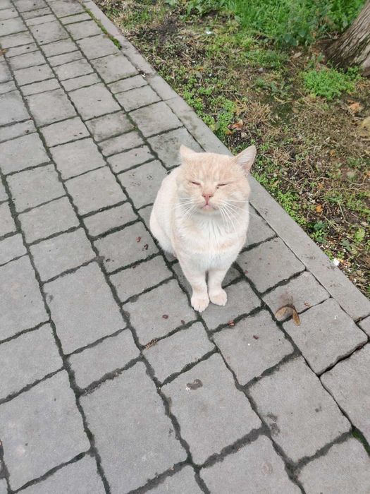 Котик шукає дім терміново