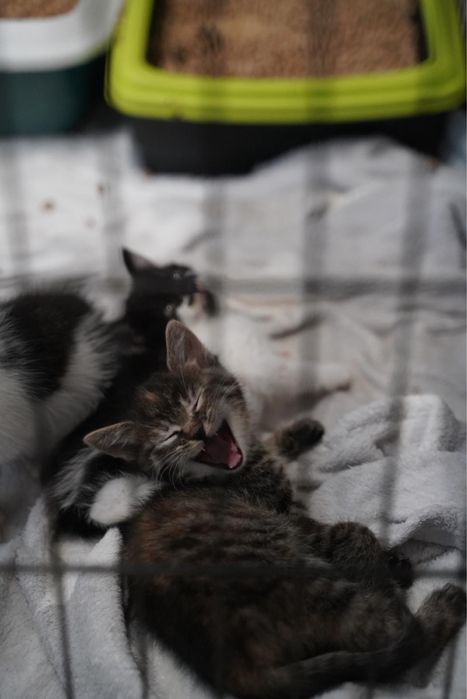 Orlik i Czajka do adopcji!