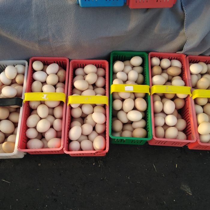 Jajka wiejskie kacze, gęsi, kurze