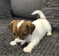 Sunia Jack Russell Terrier/ Magic Jack