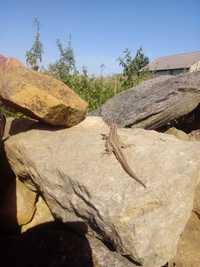 Kamień-Głazy-piaskowiec -ogród(ciosany do murowania)