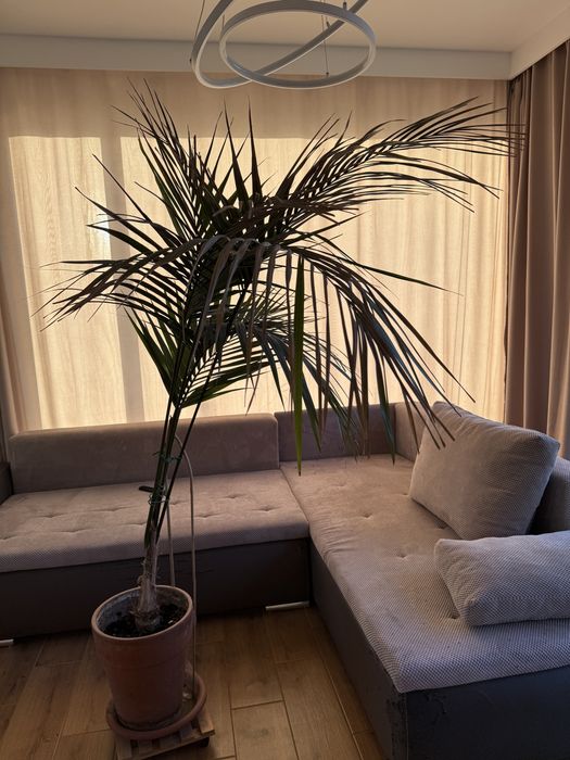 Palma kencja 175 cm wys