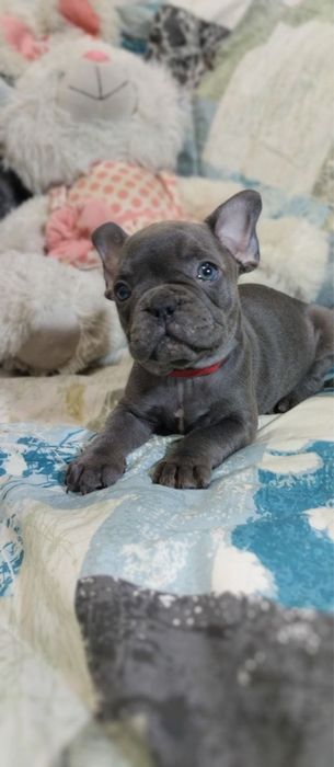 Девочка чисто голубого окраса с родословной