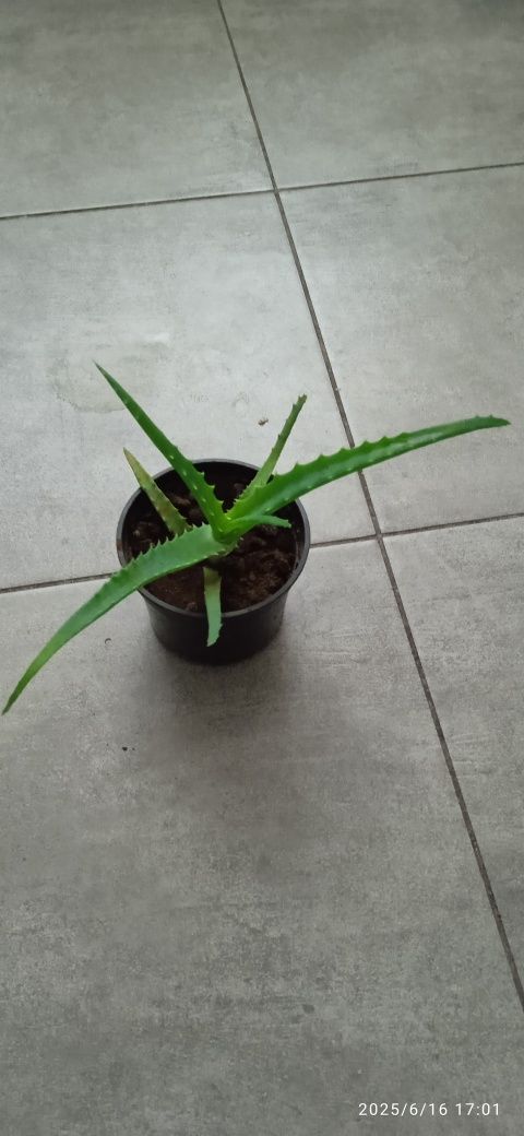 Kwiat doniczkowy. ALOES
