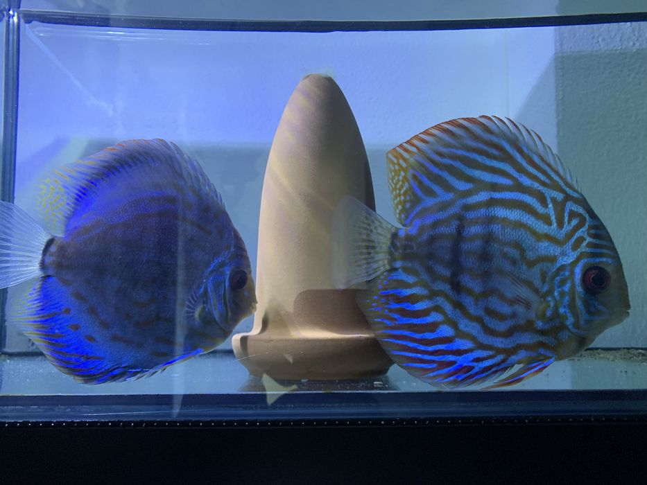 Vendo o meu casal fertil jovem/adulto de discus piwowarosky