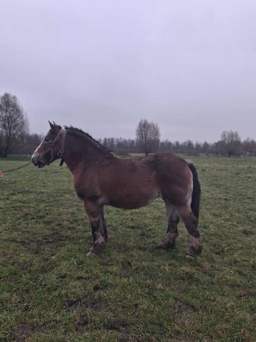 Sprzedam Klacz Zimnokrwistą