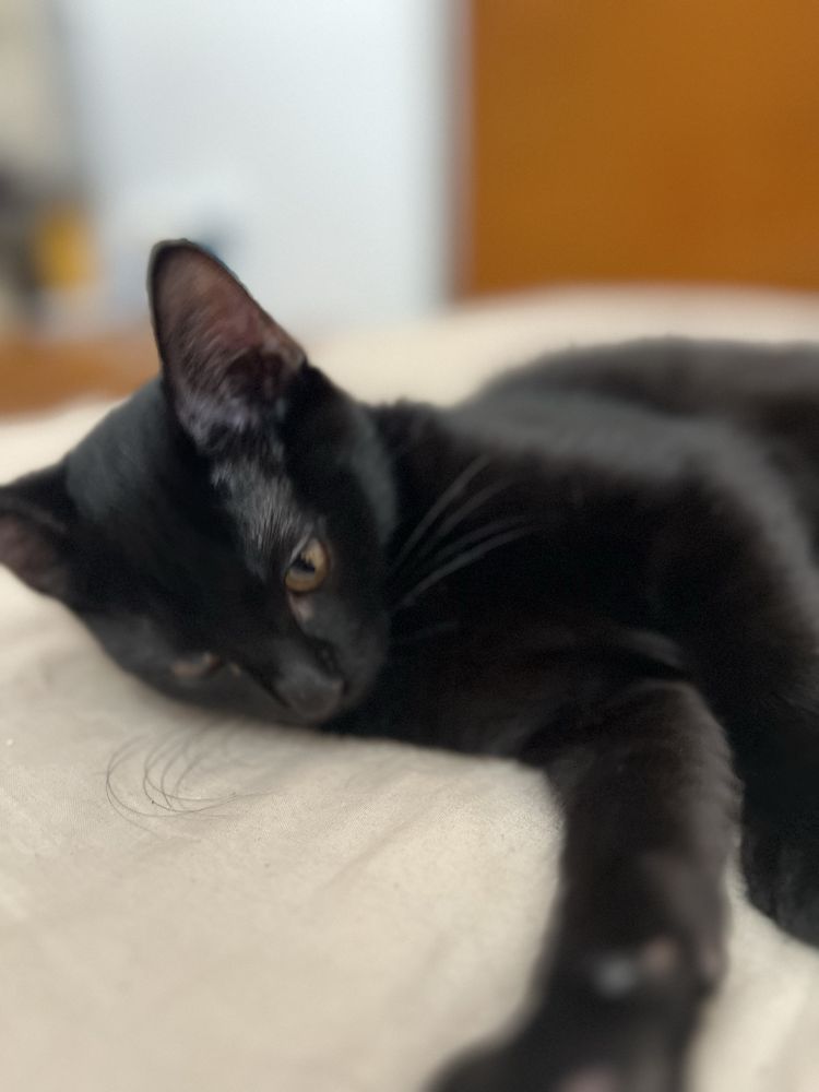 Gatinhas para adoção responsavel