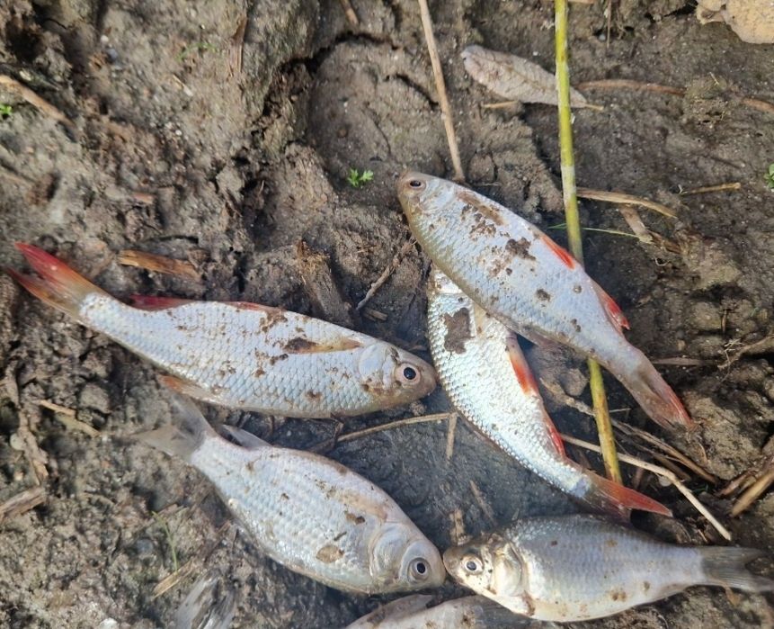 Płoć wzdręga karaś na żywca narybek