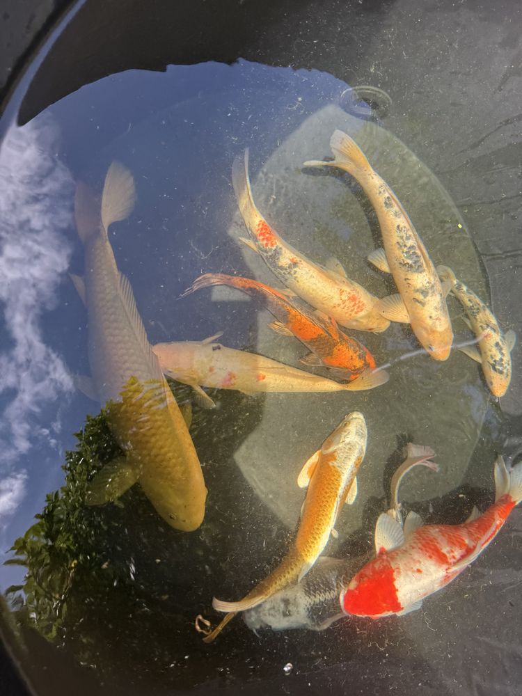 Carpas KOI adultas