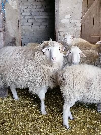 Продам стадо Овец.