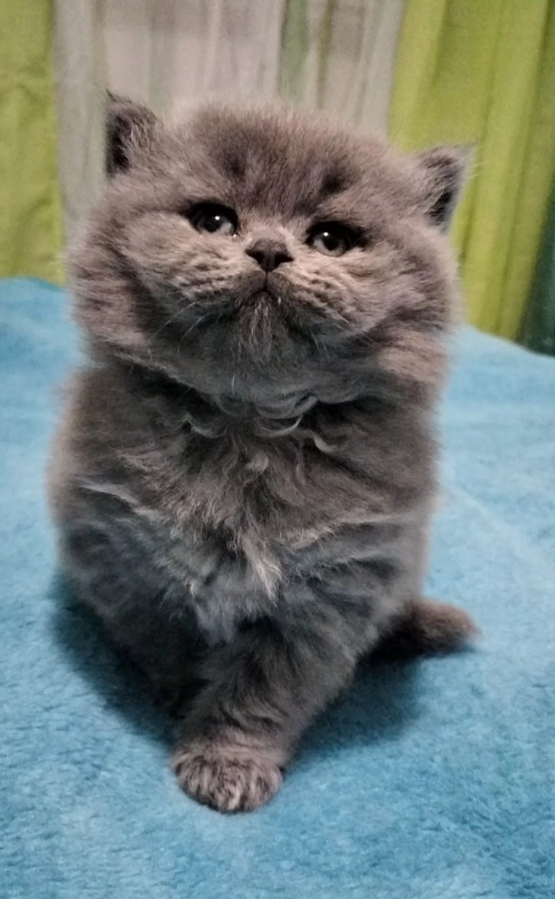 British Longhair macho