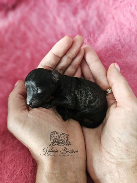 Pudel Miniaturowy czarna dziewczynka Badania genetyczne!!!