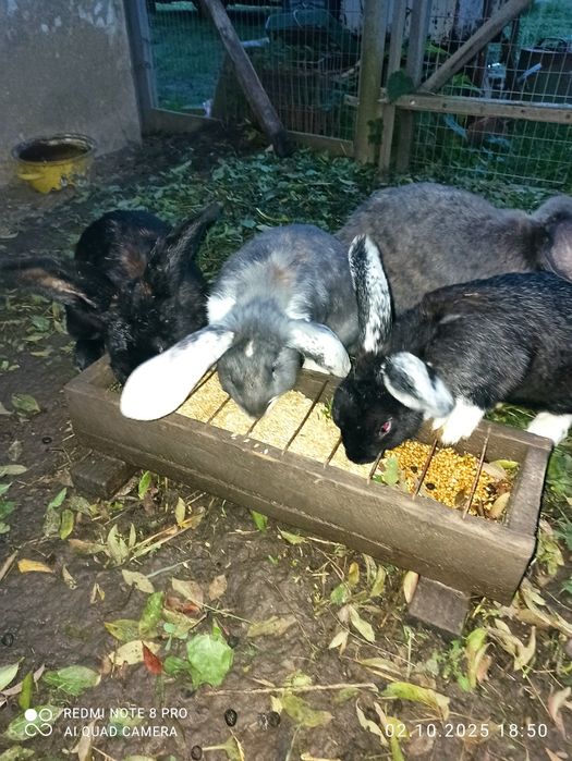 Продам кролів!!!