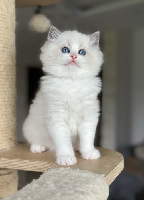 Kotka ragdoll hodowlano wystawowa FPL