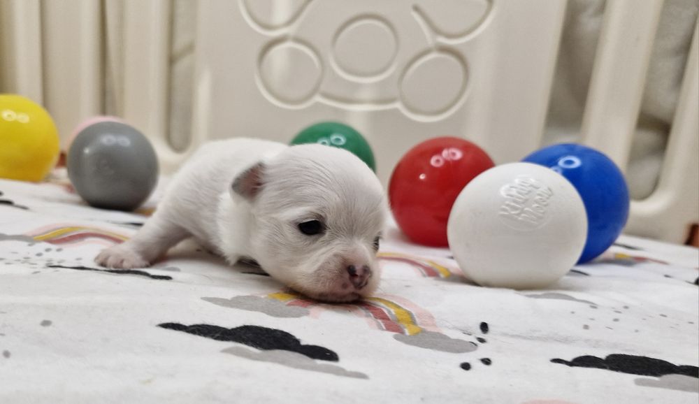 Chihuahua suczka długowłosa