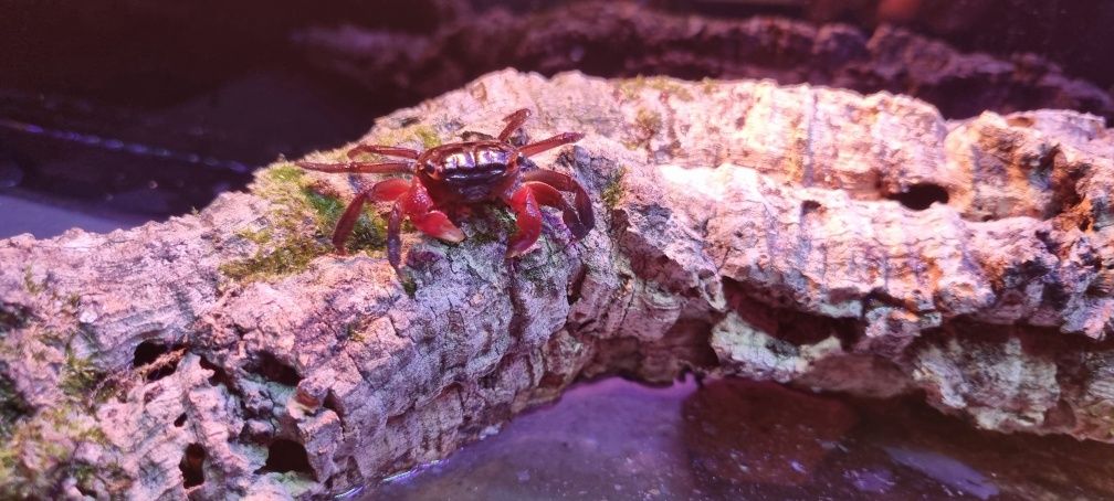 Krab mangrowy (Sesarma mederi)