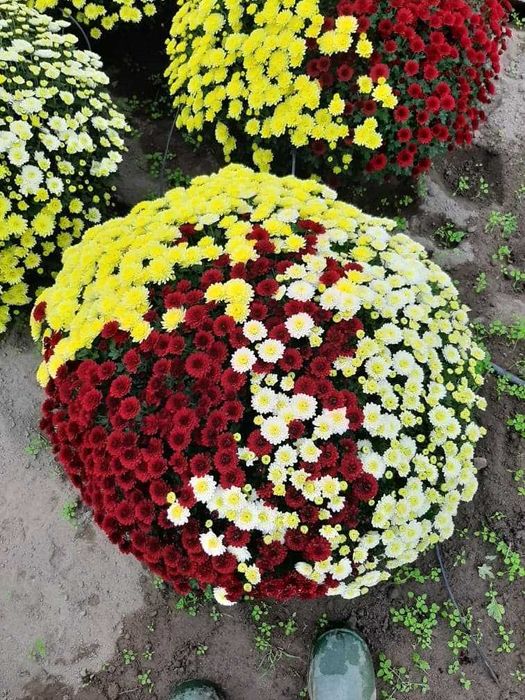 Chryzantemy drobnokwiatowe, wielkokwiatowe, jedno i 3 kolorowe