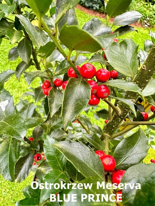 Ostrokrzew Meserva - WIELE ODMIAN i rozmiarów