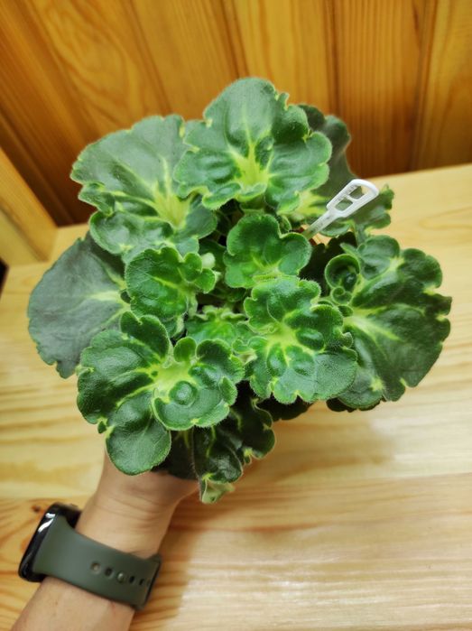 Дітки сортових фіалок, стартери, листочки