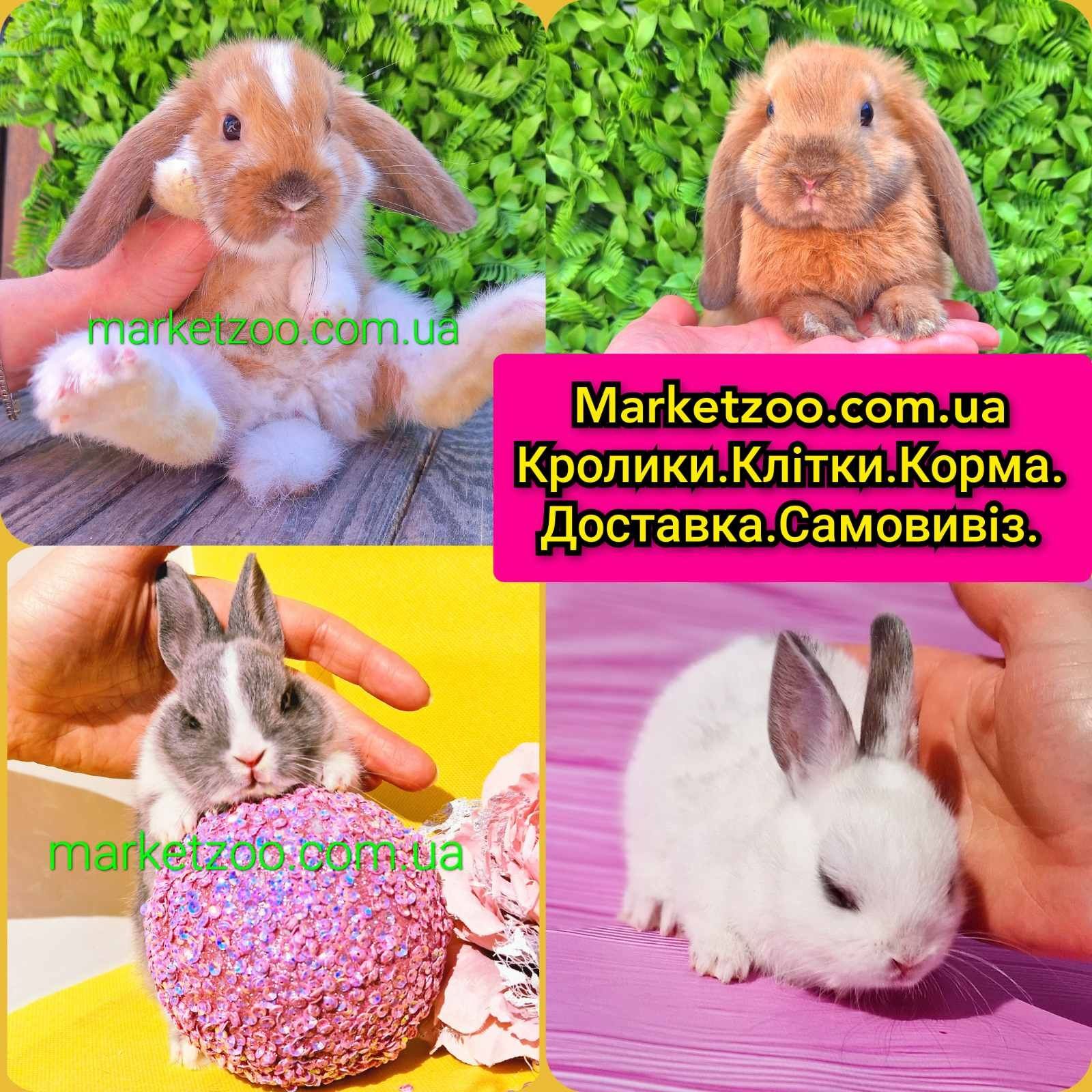 Карликовые мини кролики,карликові міні,минор,мінор