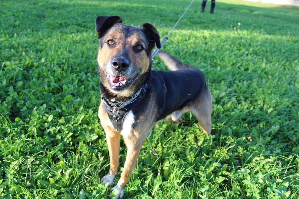 Figo 2-3-letni dżentelmen do adopcji