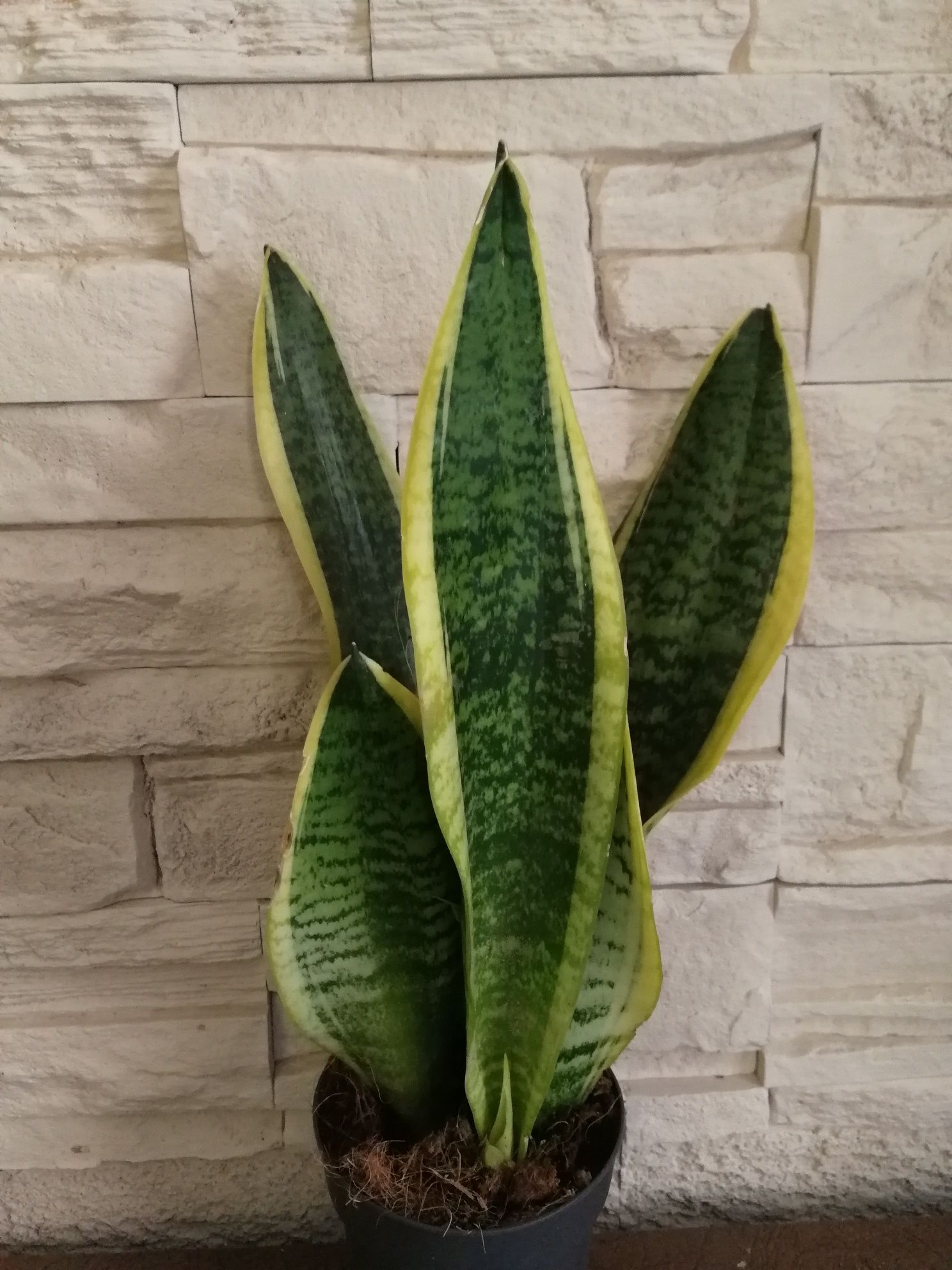 Sansevieria (żmijownica)