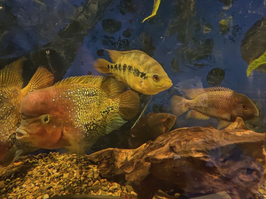 Pielęgnice Vieja Synspilum Blue Spotted, Lyonsii