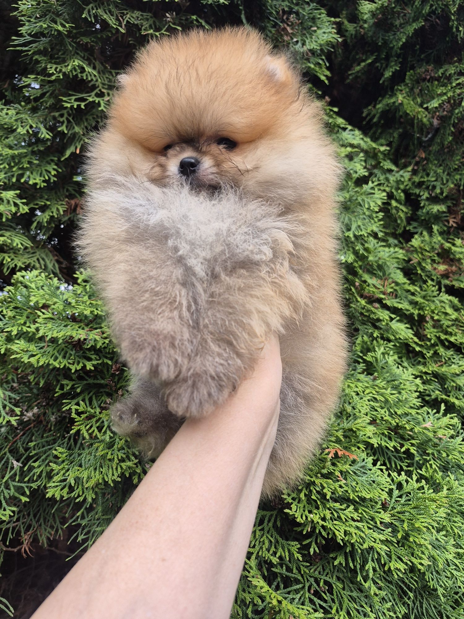 Piesek pomeranian.  Color  Cream sable