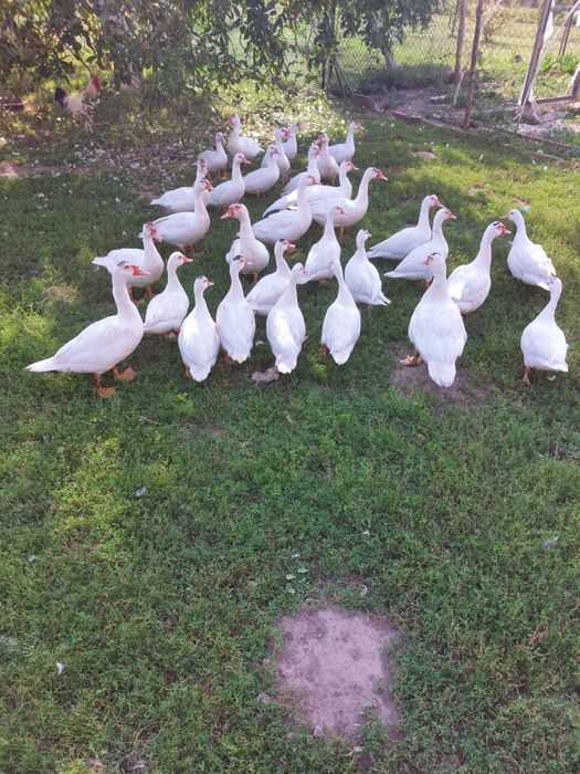 Kaczki francuskie piżmowe białe