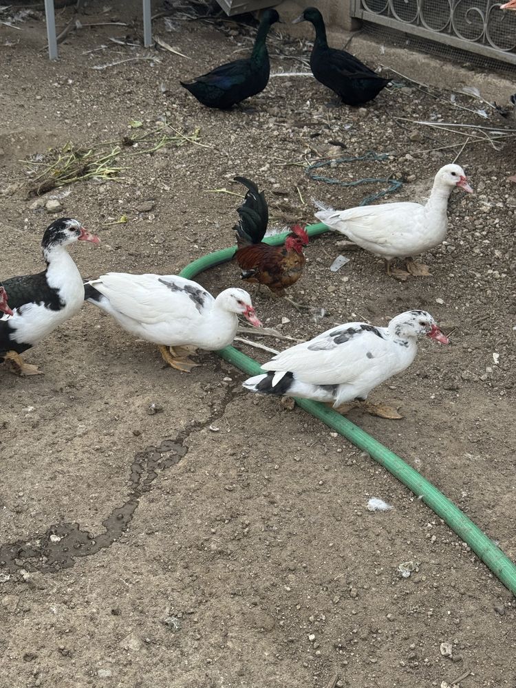Patos mudos jovens