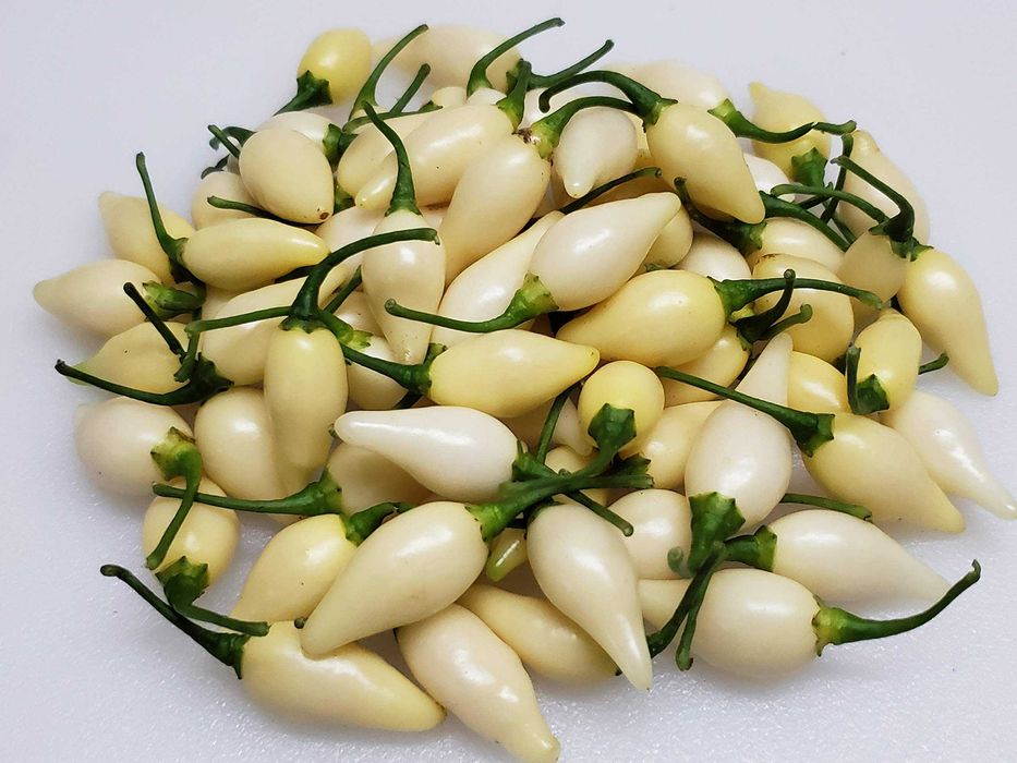 20 Sementes de Pimento Picante Biquinho Branco