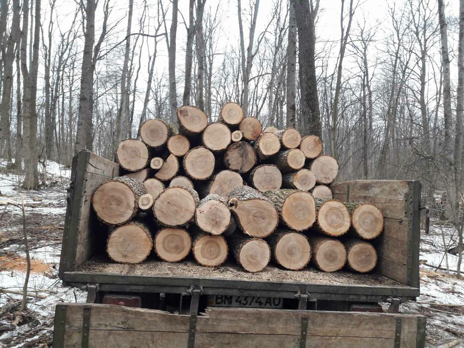 Дрова пород дуб и ясень