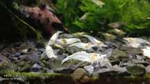 Krewetki Neocaridina White Pearl