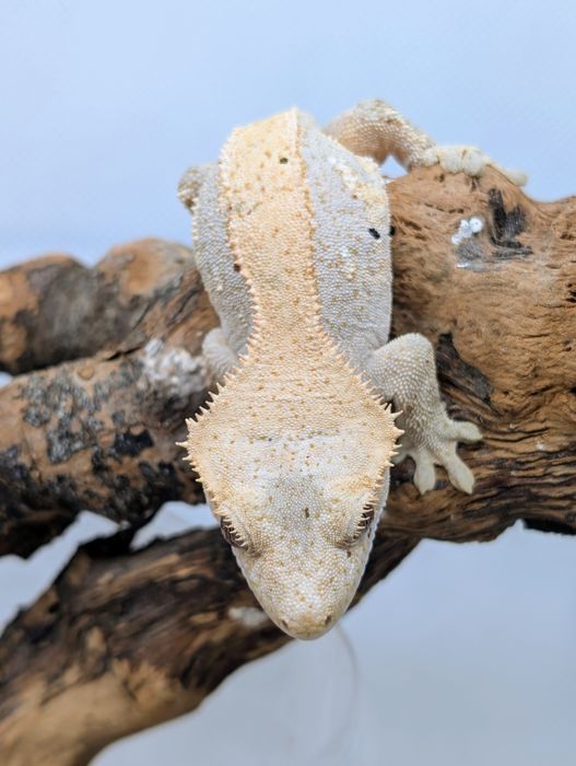 Gekon orzęsiony samiczka