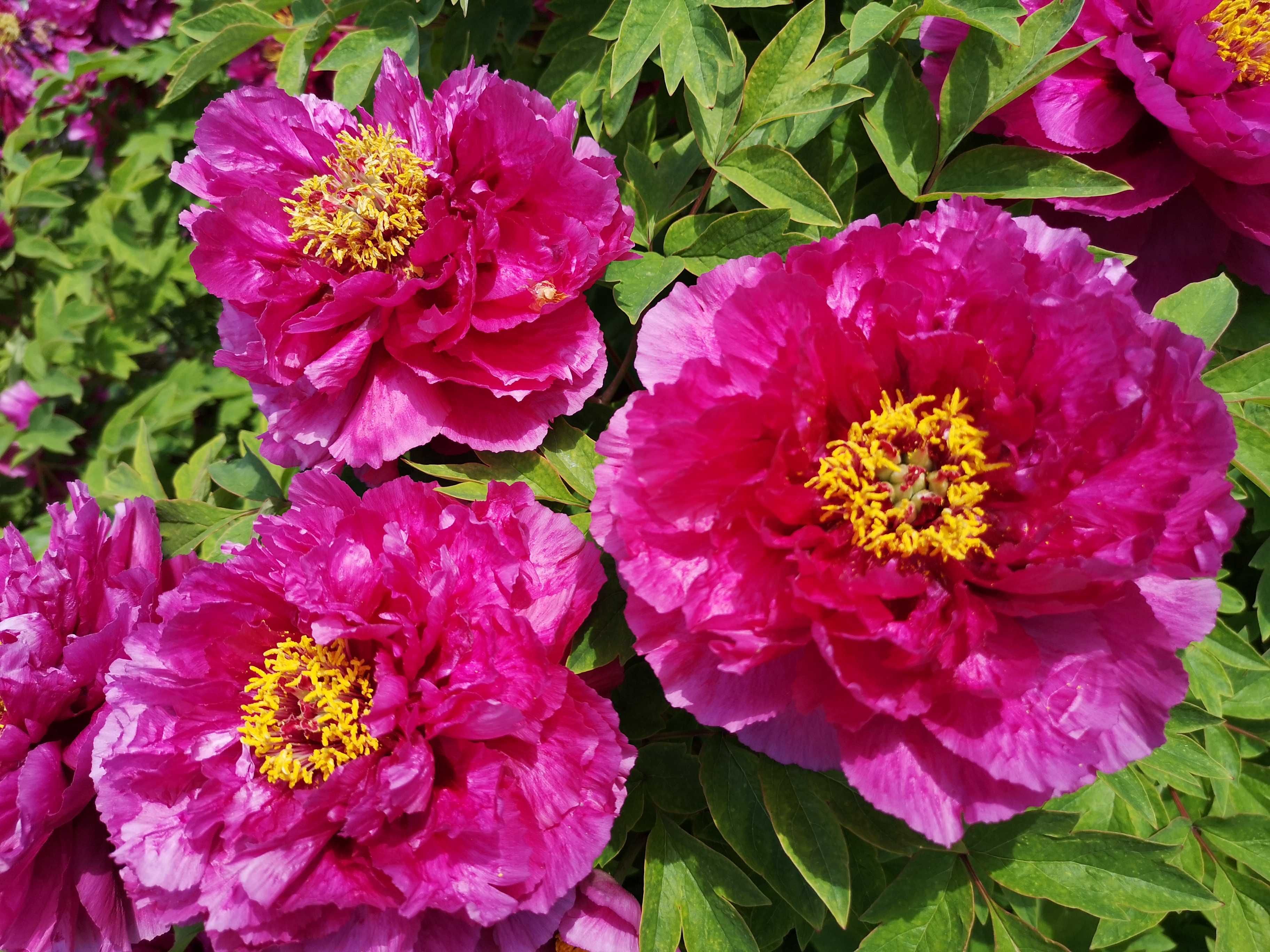 Piwonia drzewiasta purpurowa - Paeonia suffruticosa