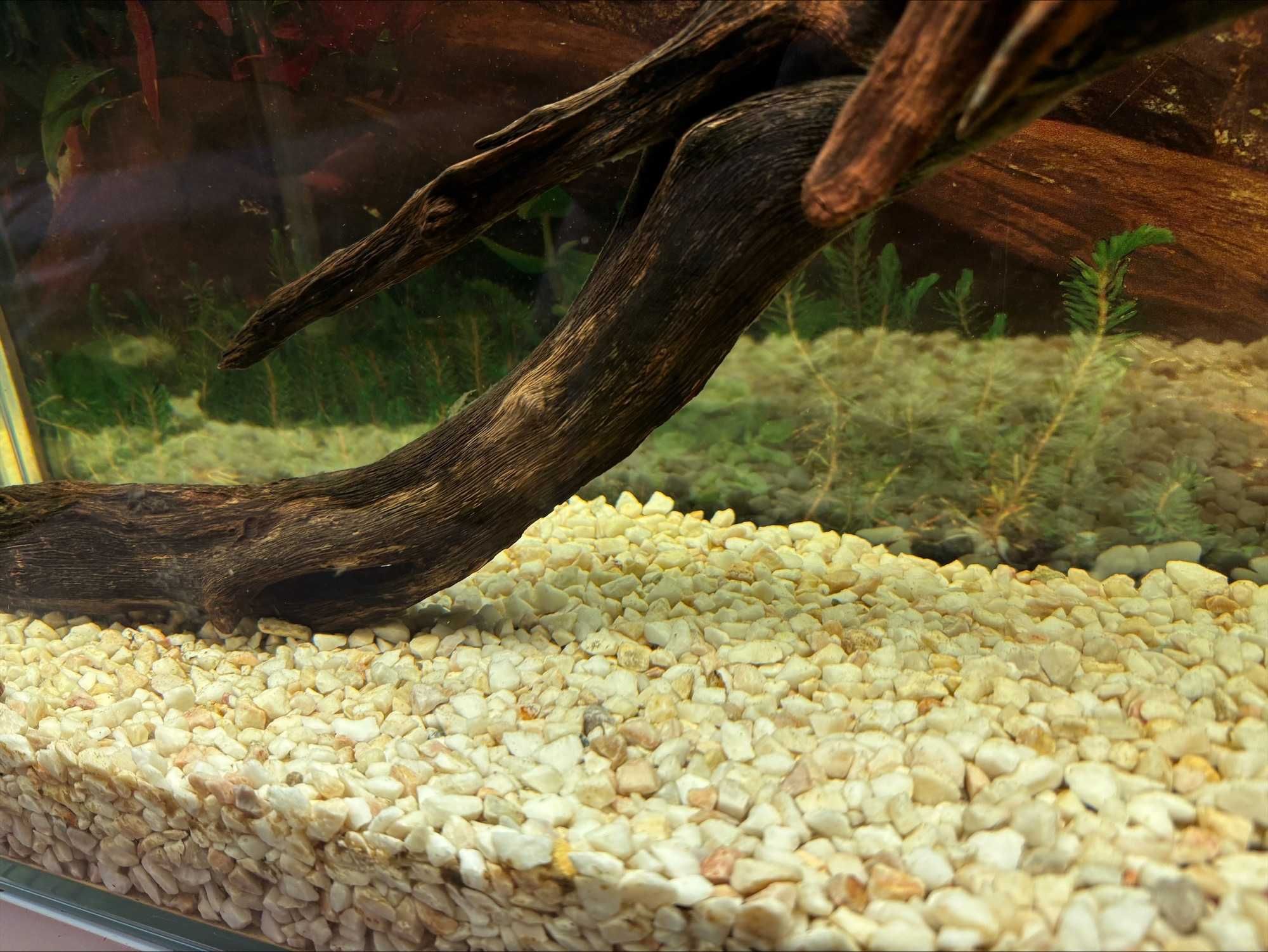 Akwarium z pełnym wyposażeniem 74x22x55 w idealnym stanie.