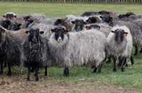 Owce Wrzosówka, jagnięta