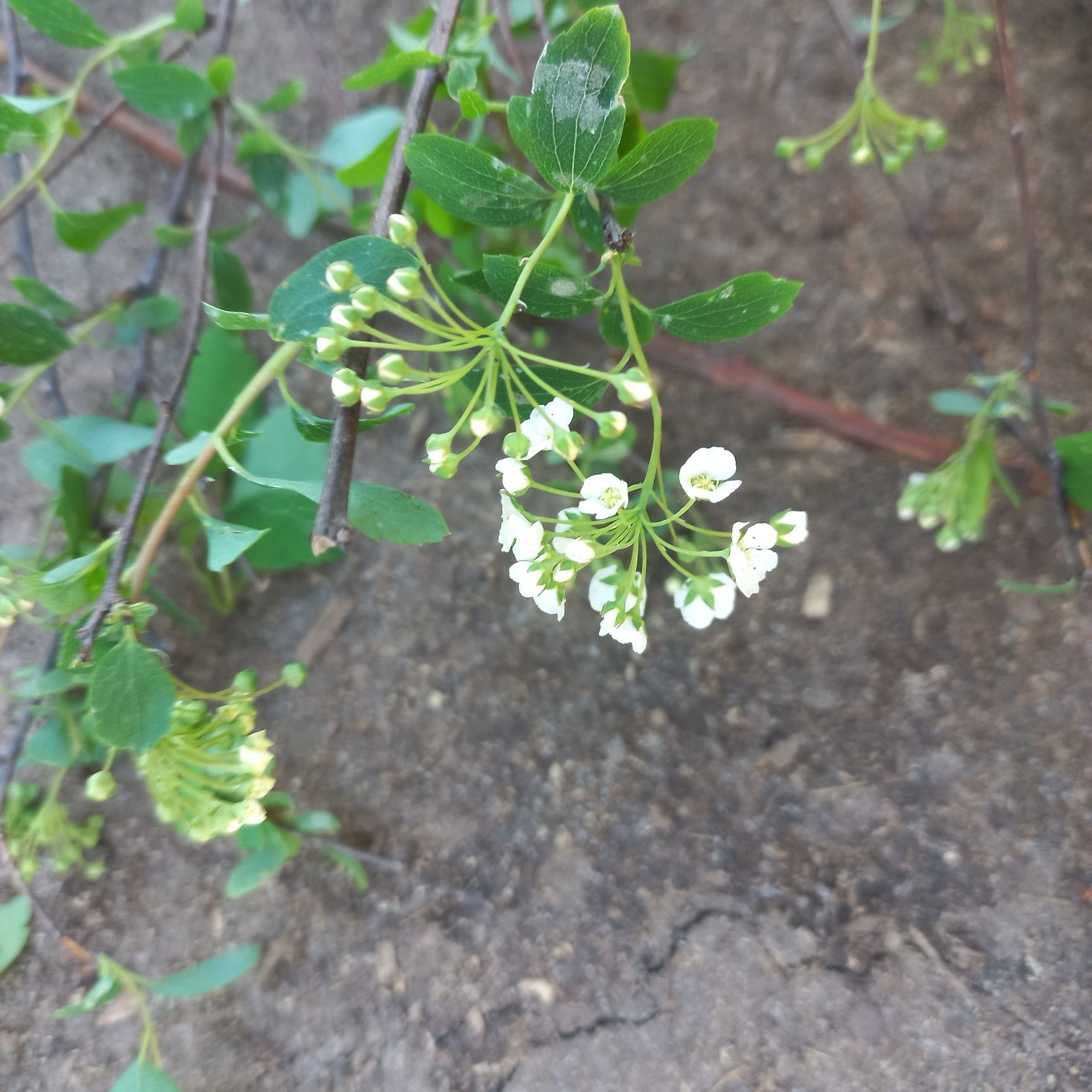 Продам спирею Вангута (невеста) Spiraea