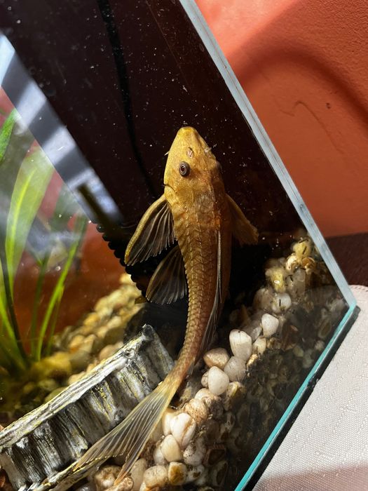 Glonojad do akwarium