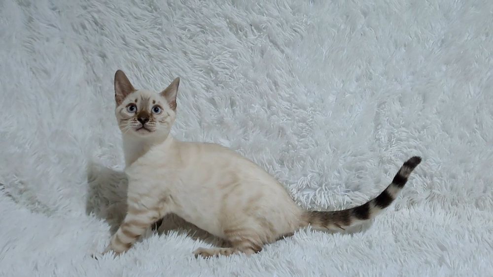 Бенгальский котёнок кот