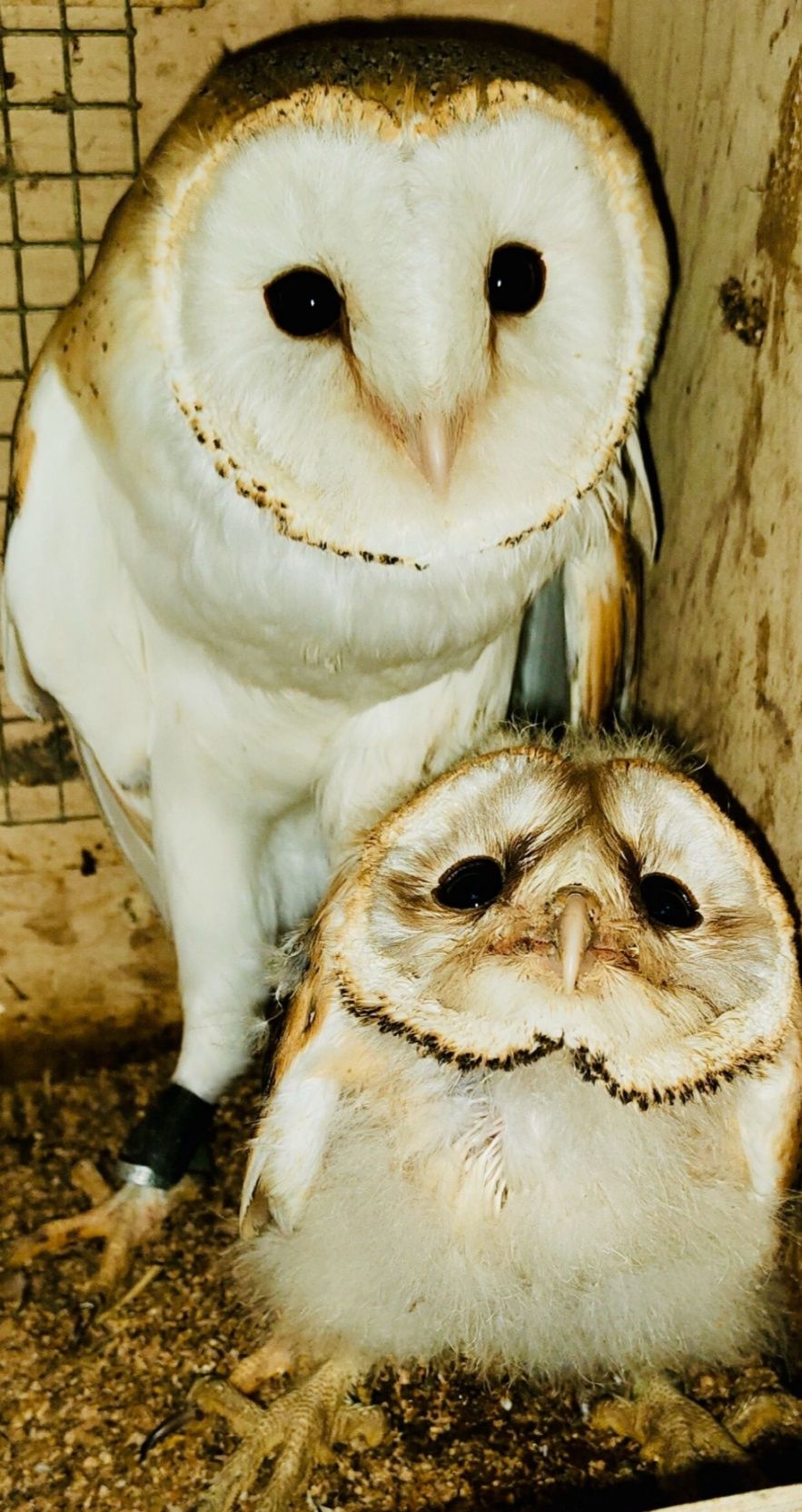 Cedência de Corujas-das-Torres (Tyto alba)