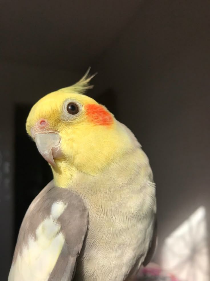 Vendo caturras de várias cores
