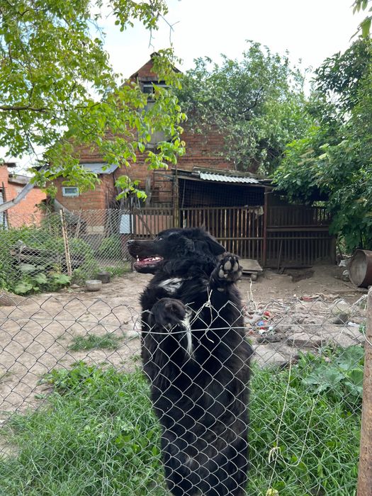 Собака пес Бернський зенненхунд
