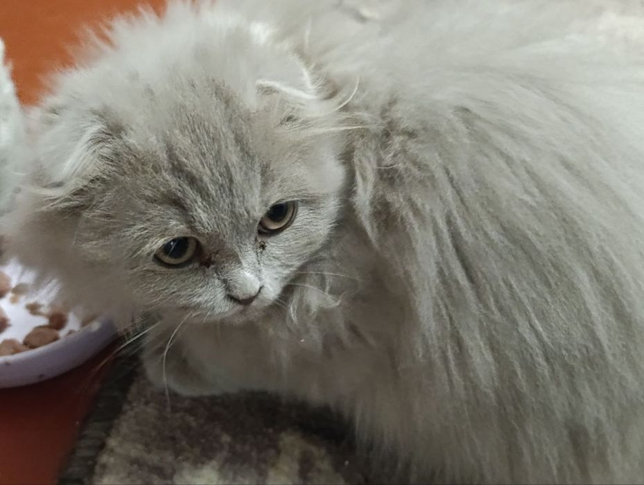 Котик хайленд фолд